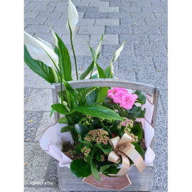 Aranjament plante AN11